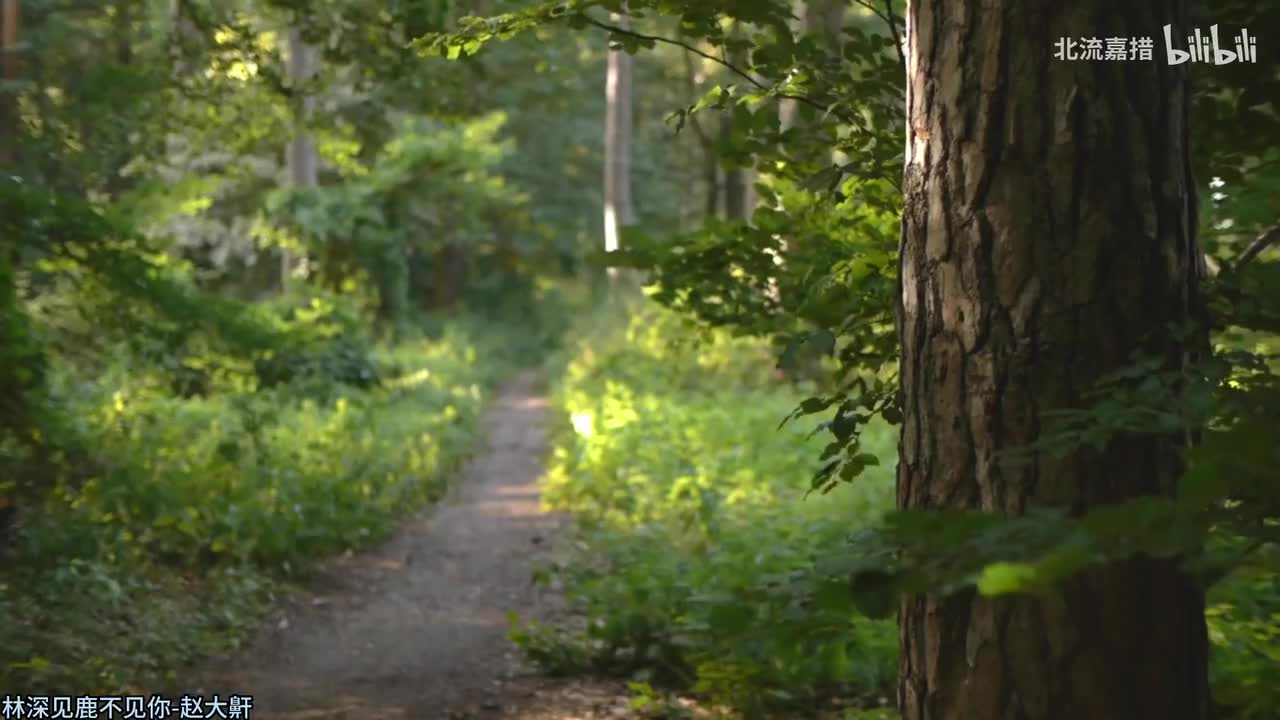 188.林深见鹿不见你-赵大鼾