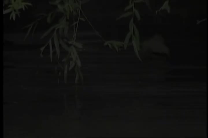 碟B 07 青山-三朵花（华声）