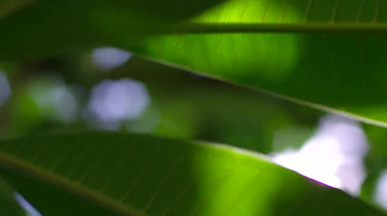 第2集 匠心独运