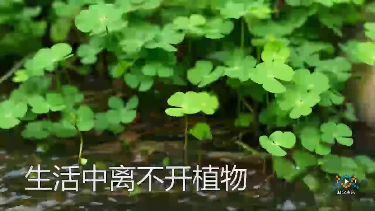 (08)7-1我们离不开植物