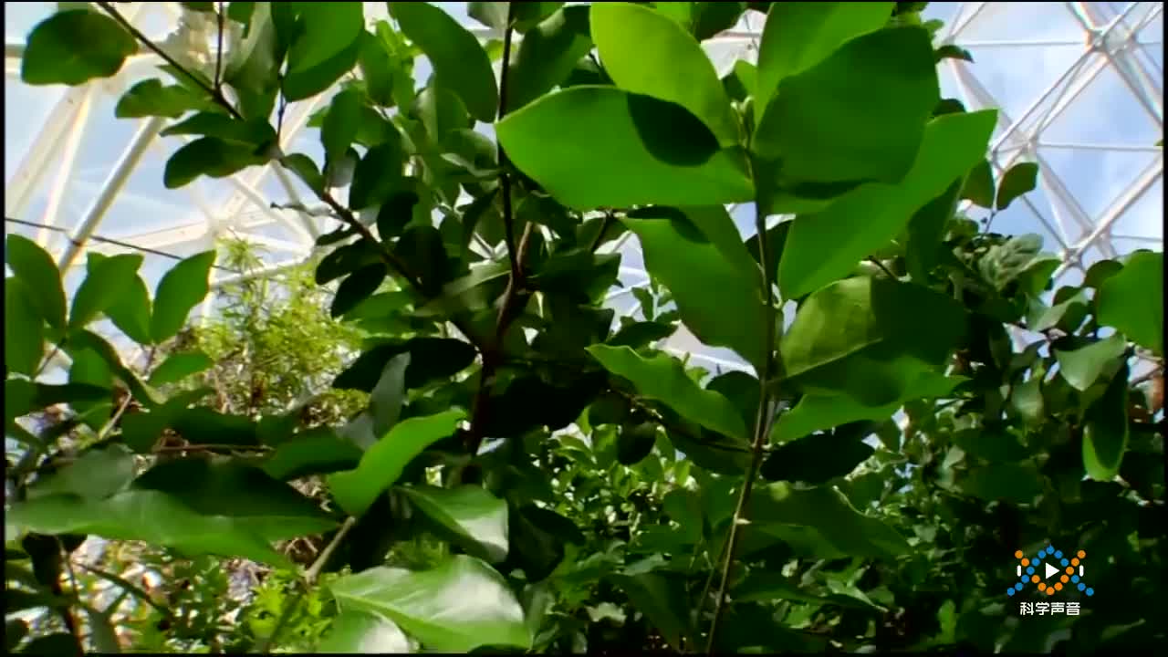 (07)6-1校园里的植物