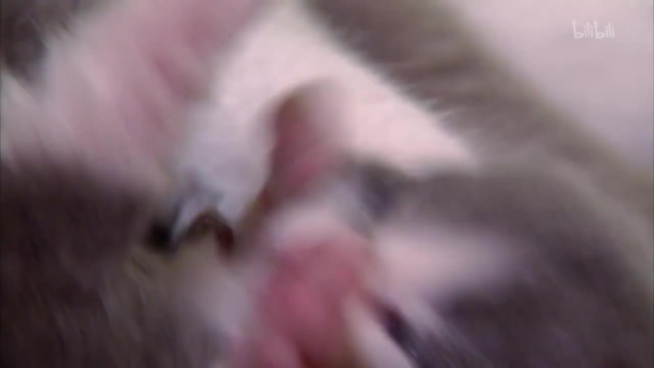 2_《萌宠成长记 第二季》第2集 玩具虎猫英短与褴褛猫_高清 1080P