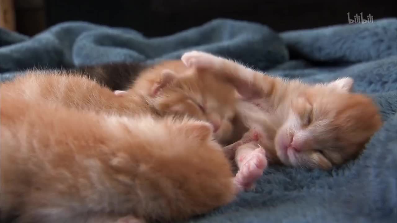 8_《萌宠成长记 第三季》第8集 小猫梦游仙境_高清 1080P