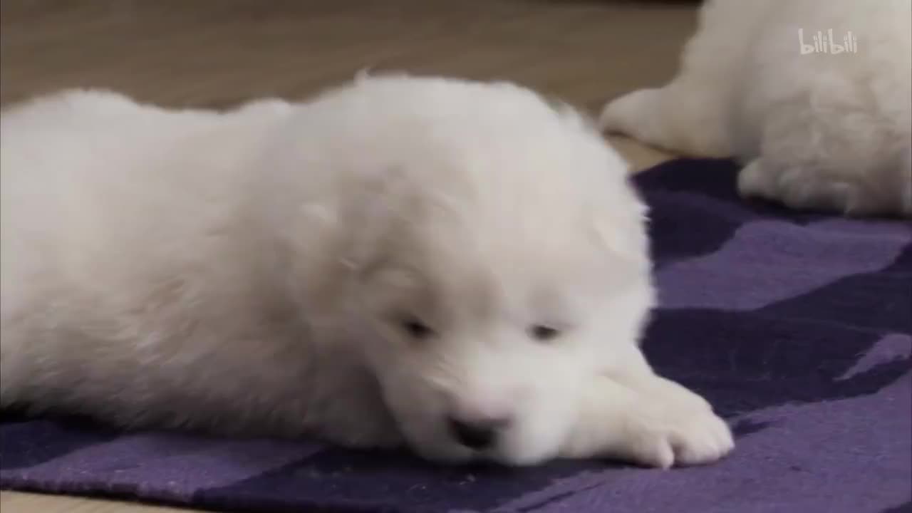 9_《萌宠成长记 第三季》第9集 毛茸茸的小狗和小土豆_高清 1080P