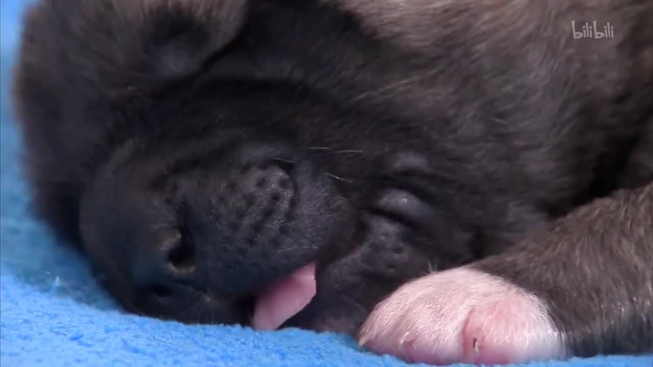 1_《萌宠成长记 第三季》第1集 小狗恶作剧_高清 1080P