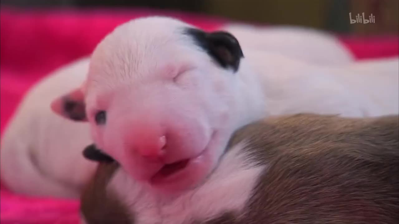 2_《萌宠成长记 第三季》第2集 十分珍贵的小狗_高清 1080P