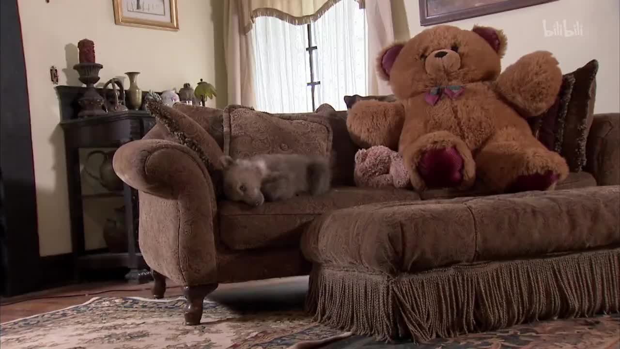 4_《萌宠成长记 第三季》第4集 最好的动物朋友 可爱的小熊和谨慎的袋鼠_高清 1080P