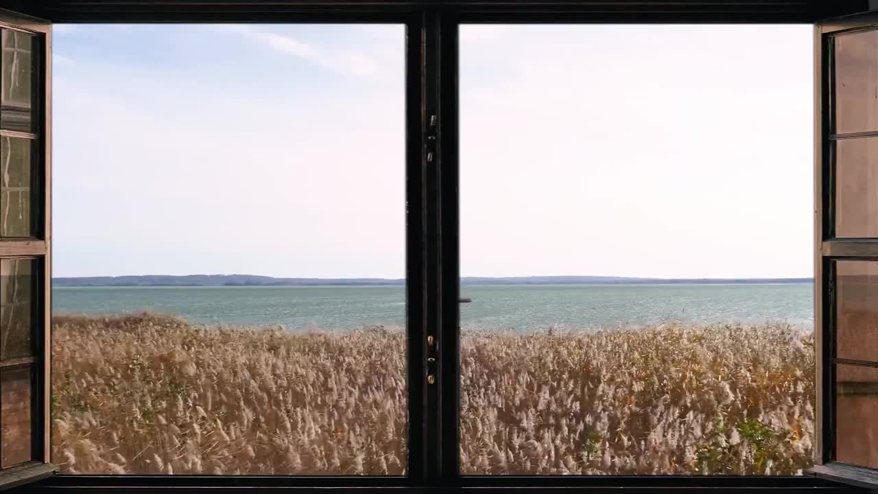 风吹芦苇-Reeds Blowing