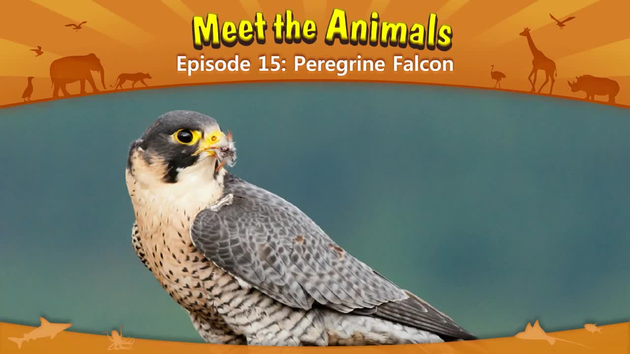 015_Meet the Animals 15_Peregrine Falcon