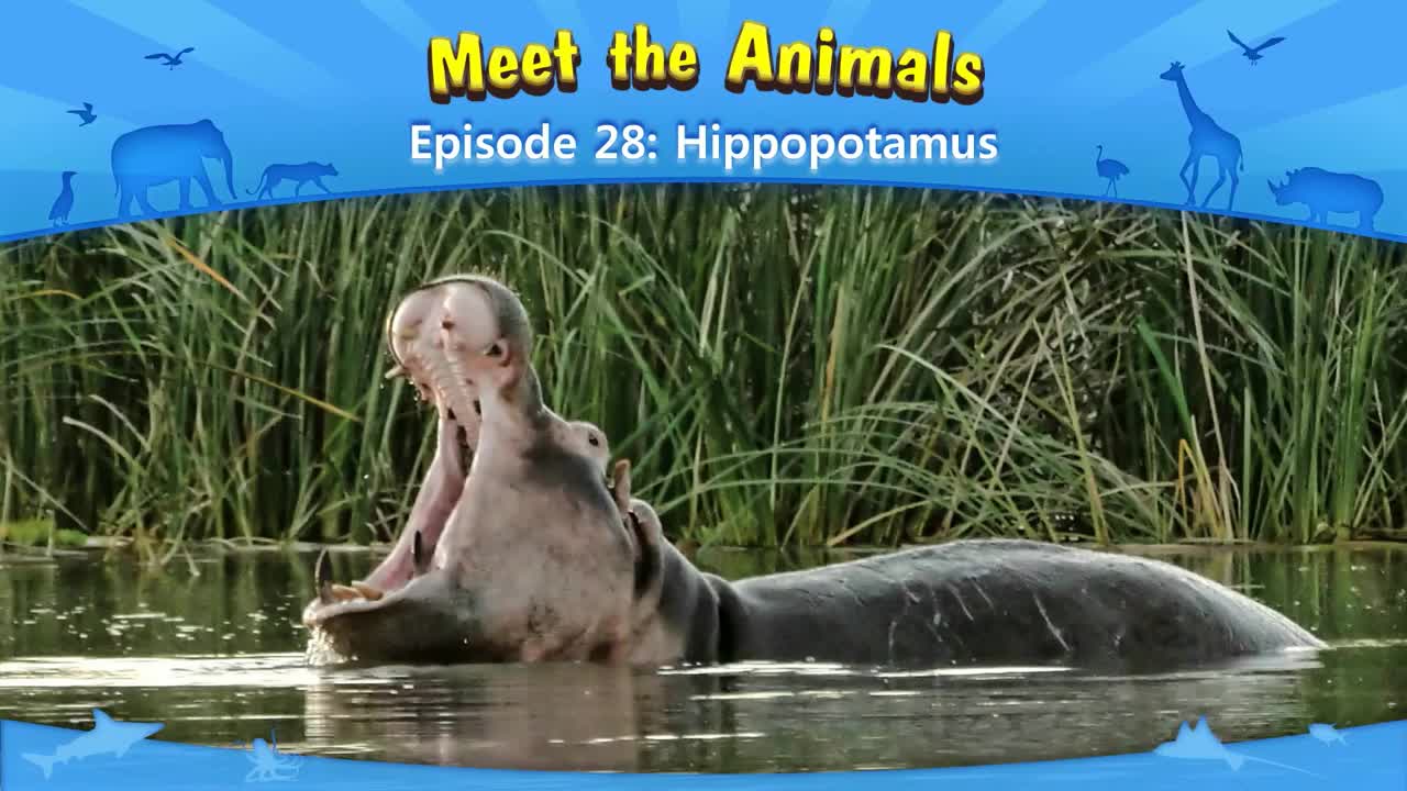 028_Meet the Animals 28_Hippopotamus
