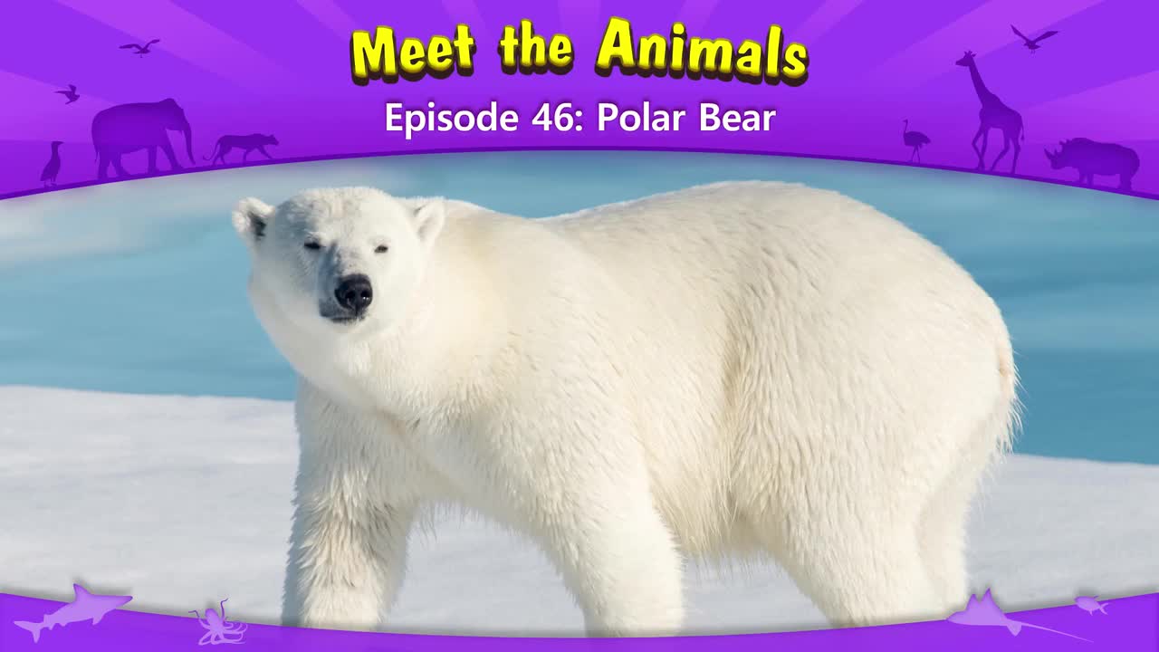 046.Meet the Animals 46-Polar Bear.1080p