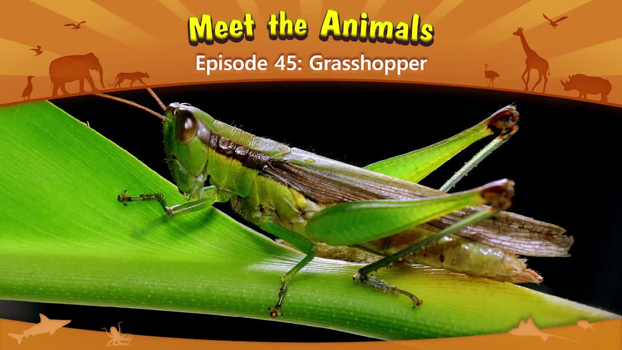 045.Meet the Animals 45-Grasshopper.1080p