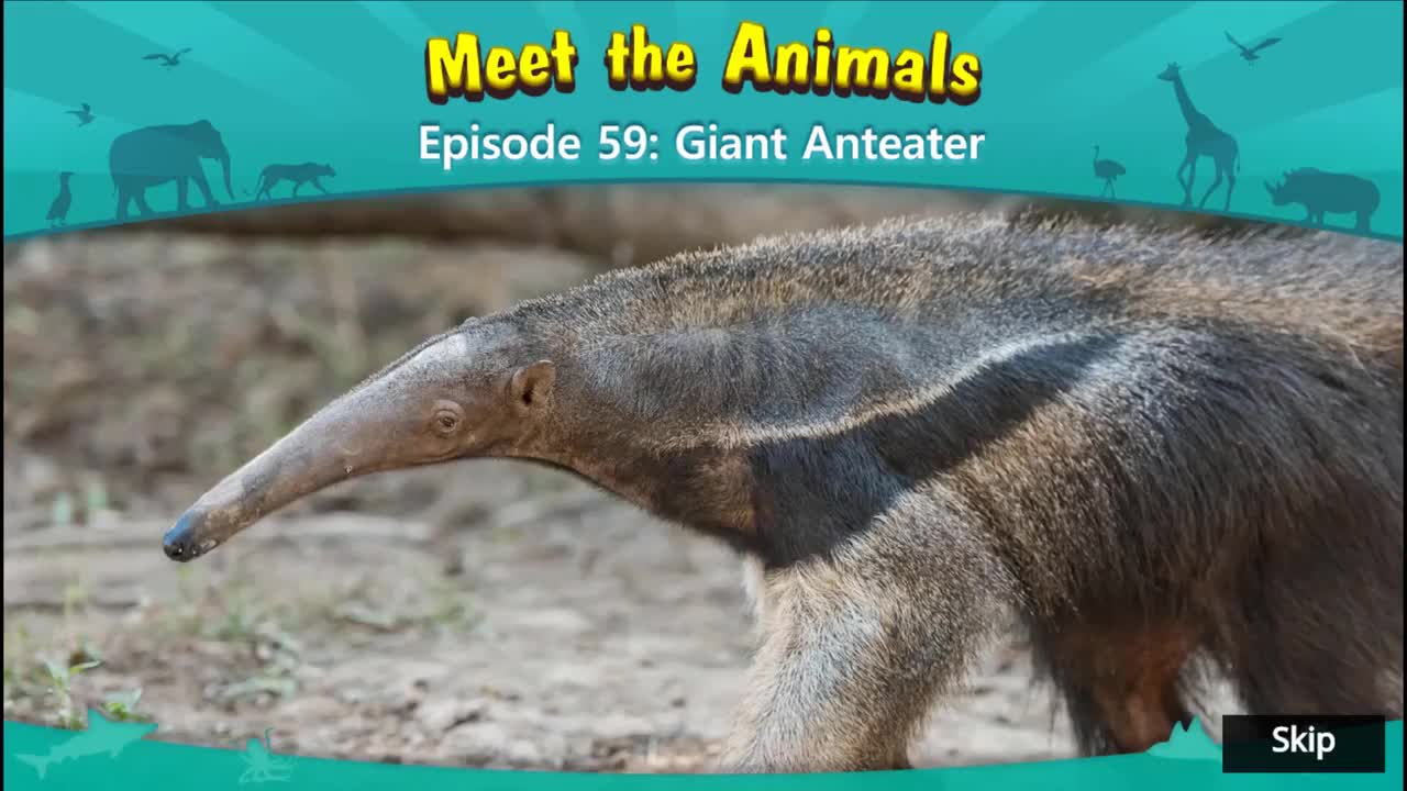 059.Meet the Animals 59_Giant Anteater