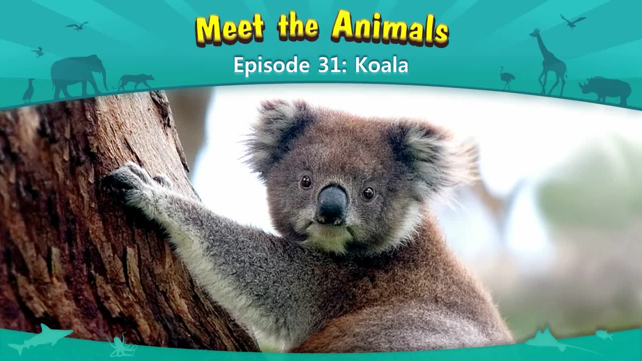 031_Meet the Animals 31_Koala