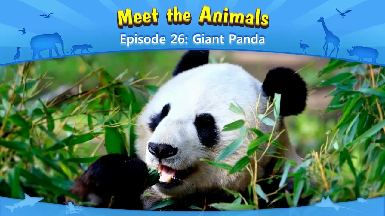 026_Meet the Animals 26_Giant Panda