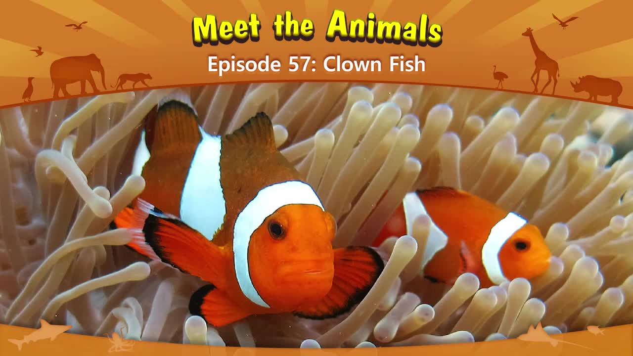 057.Meet the Animals 57-Clown Fish.1080p