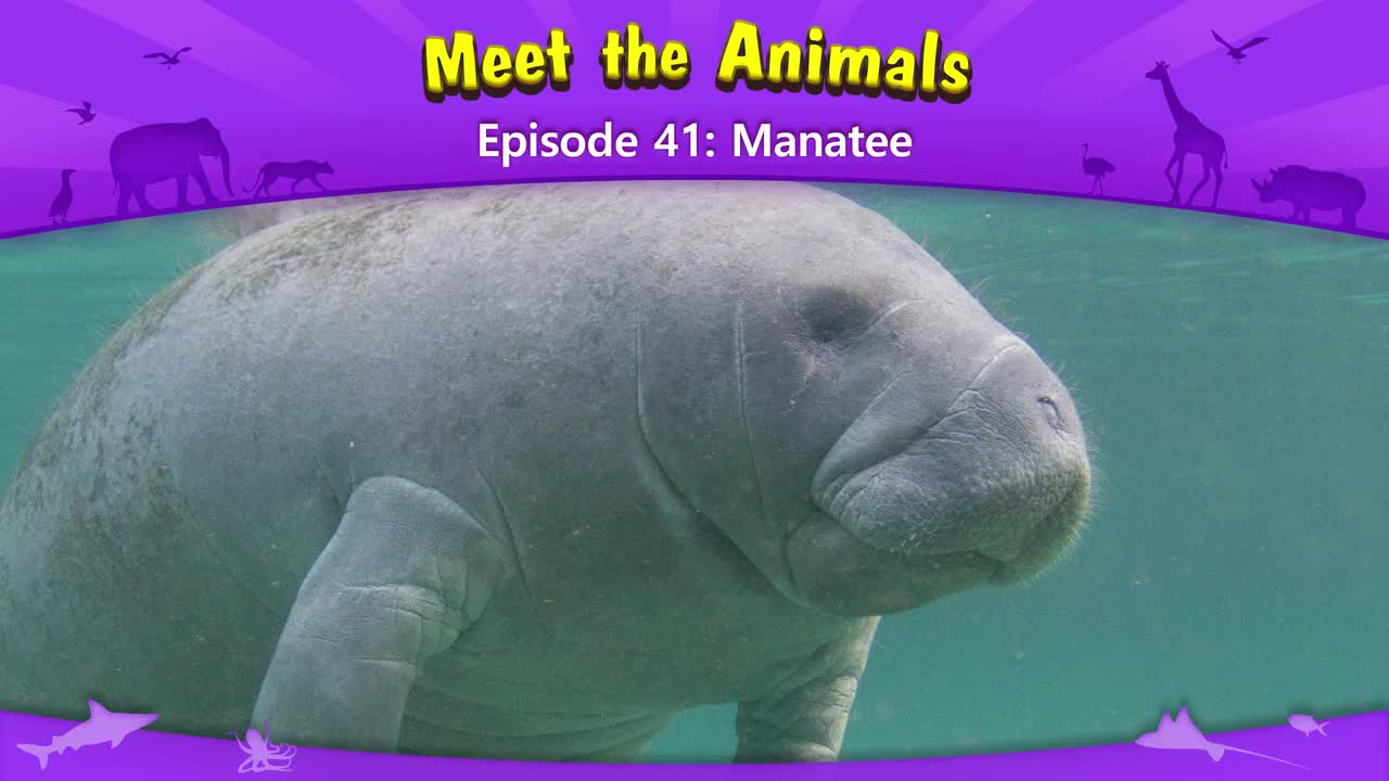 041.Meet the Animals 41-Manatee.1080p