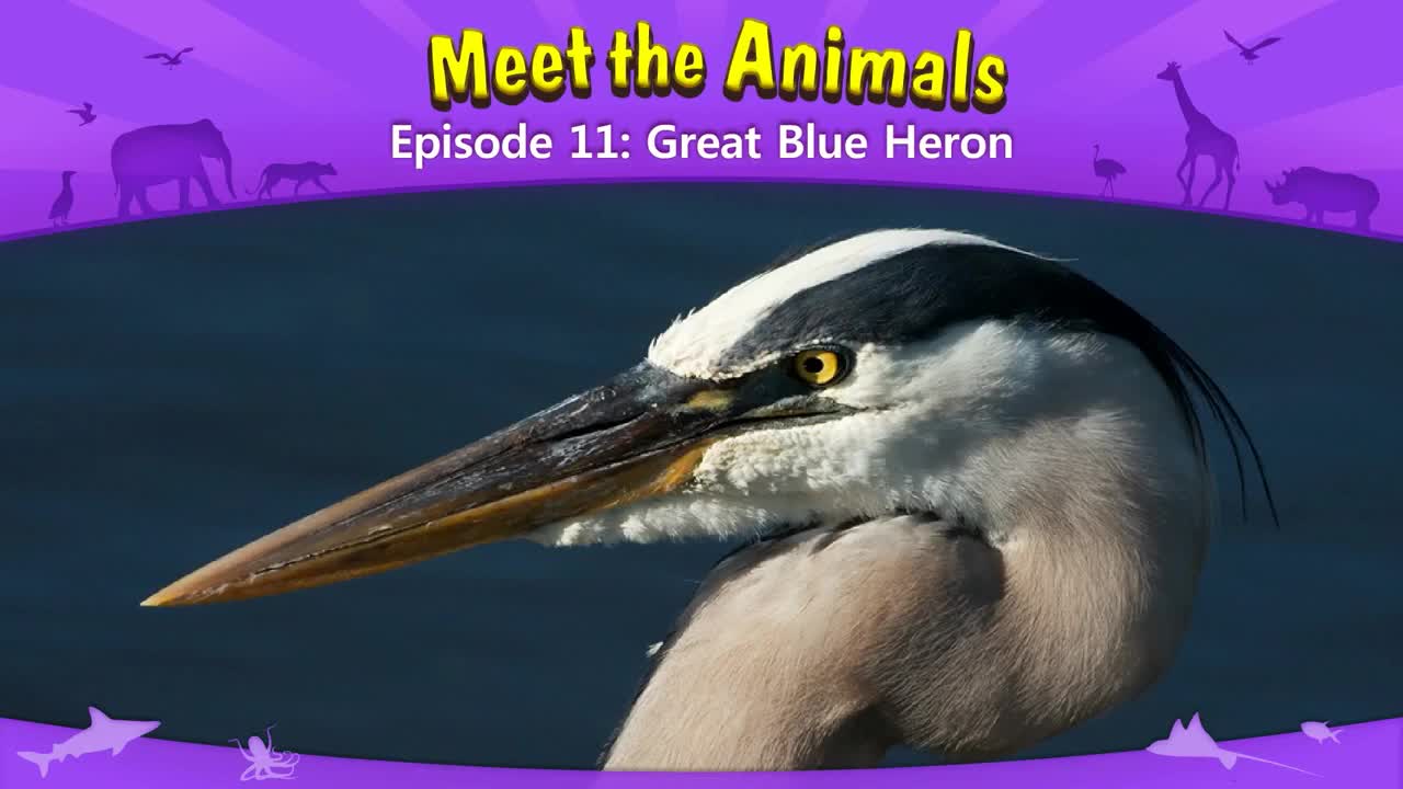 011_Meet the Animals 11_Great Blue Heron