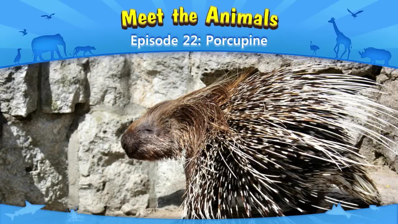 022_Meet the Animals 22_Porcupine