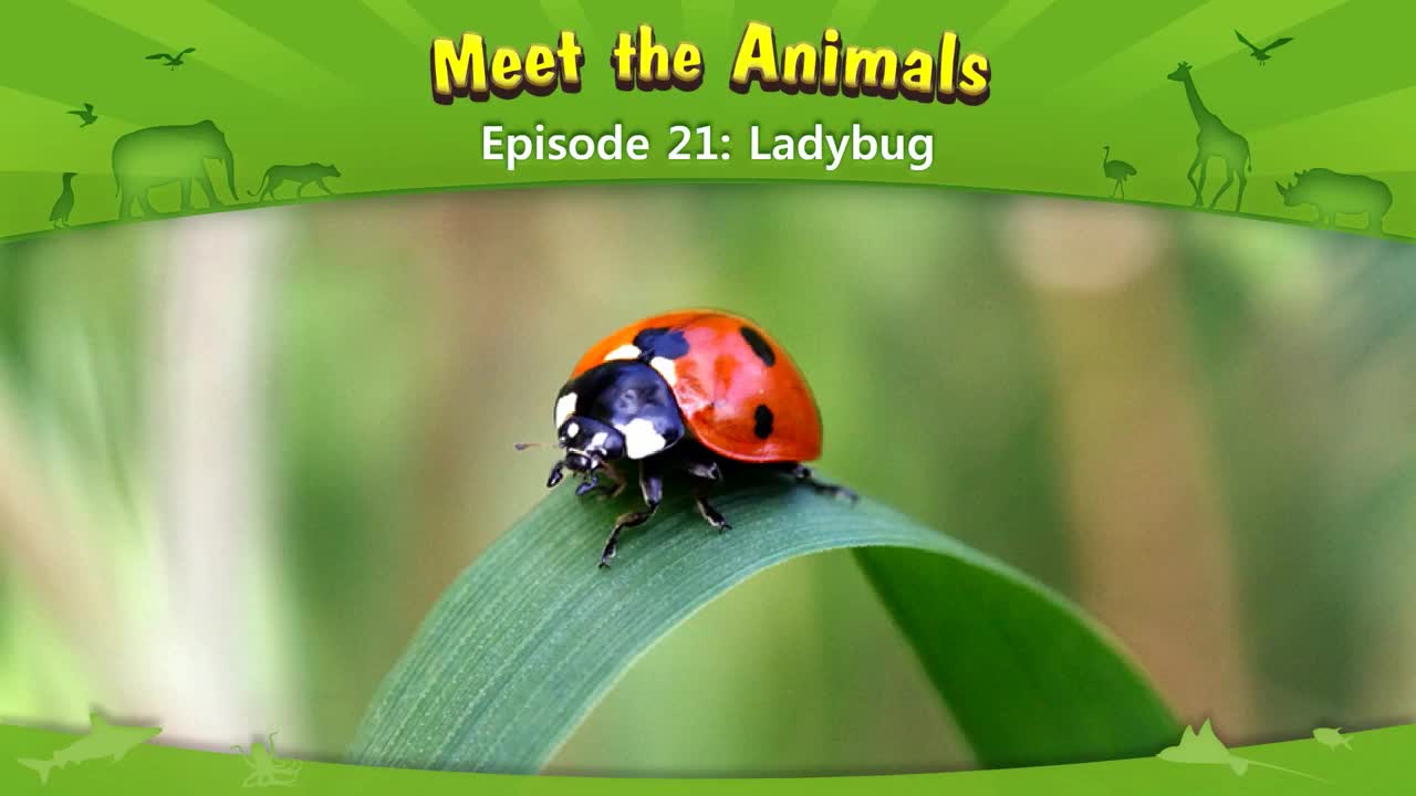 021_Meet the Animals 21_Ladybug