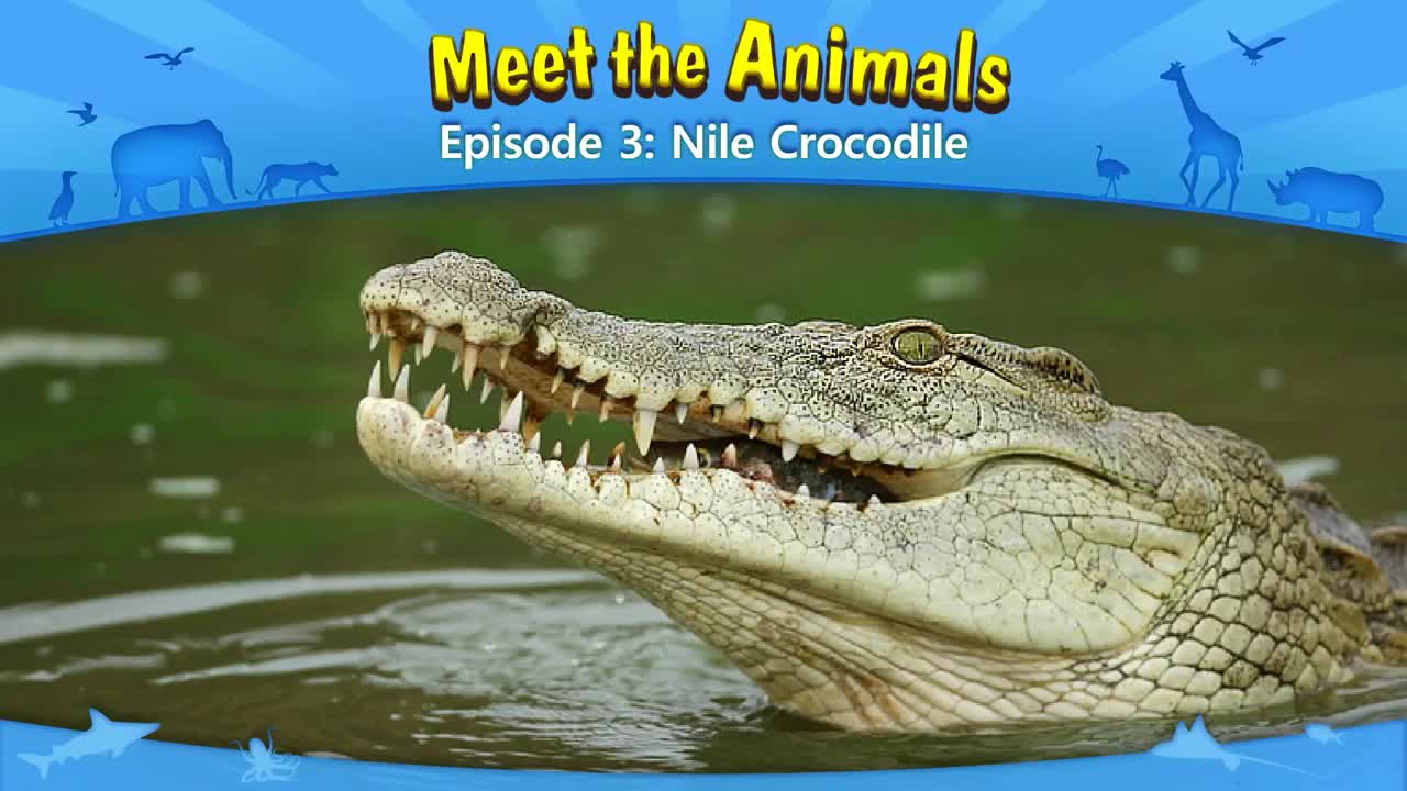 003_Meet the Animals 3_Nile Crocodile