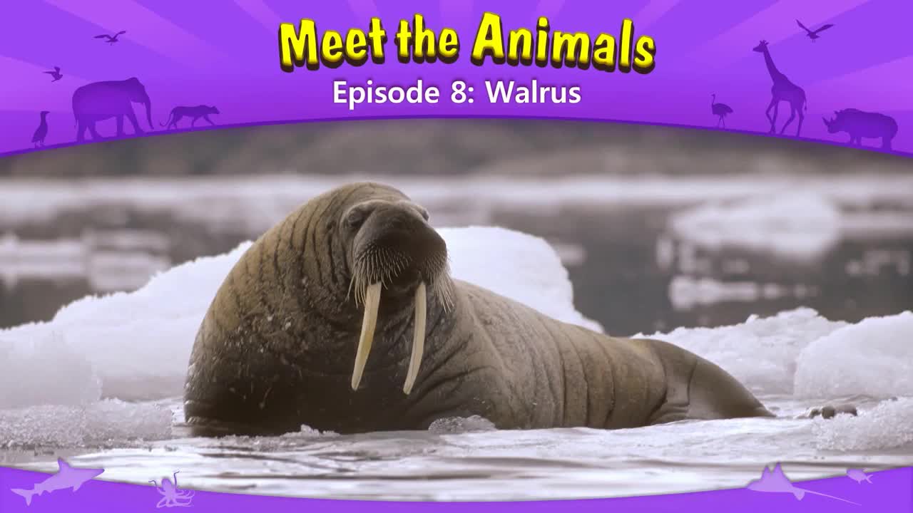 008_Meet the Animals 8_Walrus