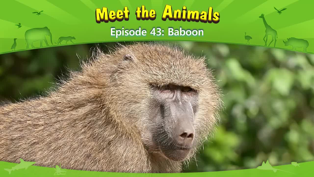 043.Meet the Animals 43-Baboon.1080p