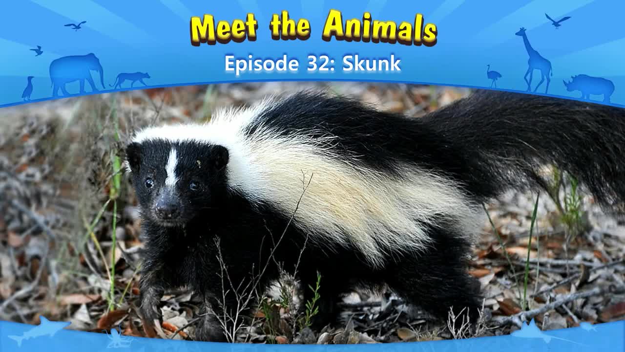 032_Meet the Animals 32_Skunk