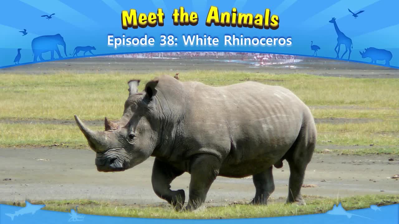 038_Meet the Animals 38_White Rhinoceros