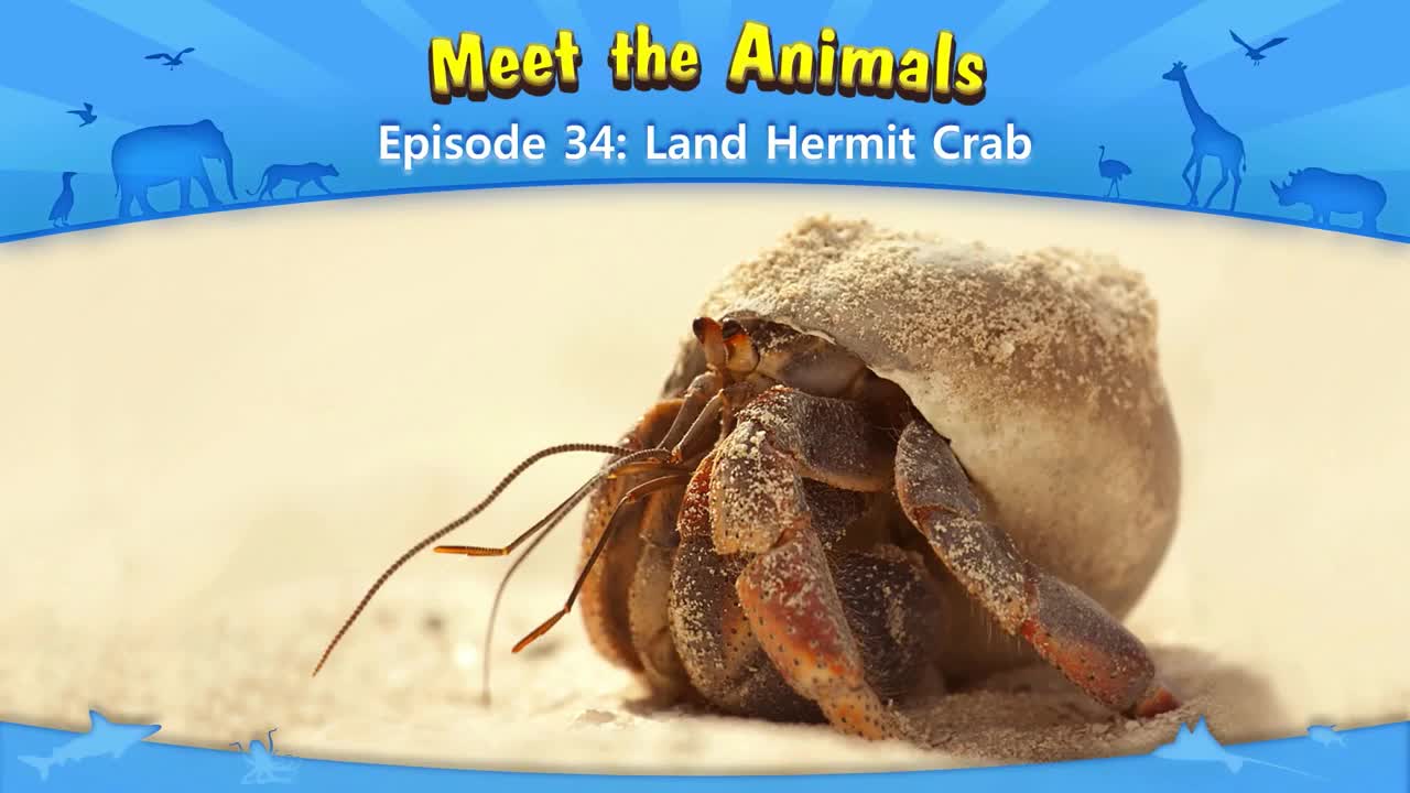 034_Meet the Animals 34_Land Hermit Crab