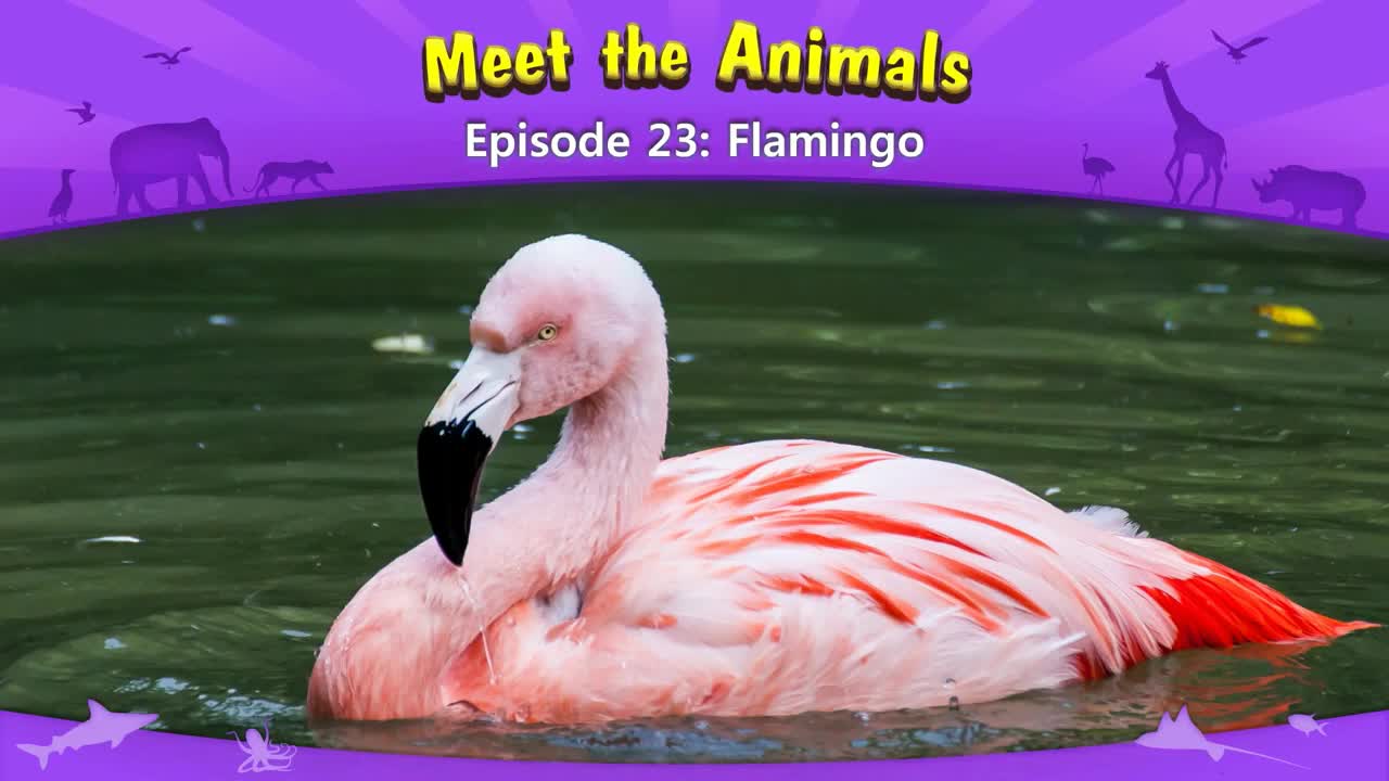 023_Meet the Animals 23_Flamingo