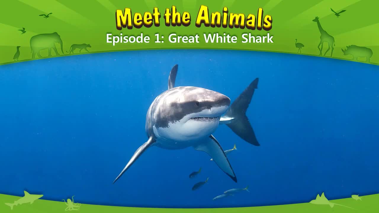 001_Meet the Animals 1_Great White Shark