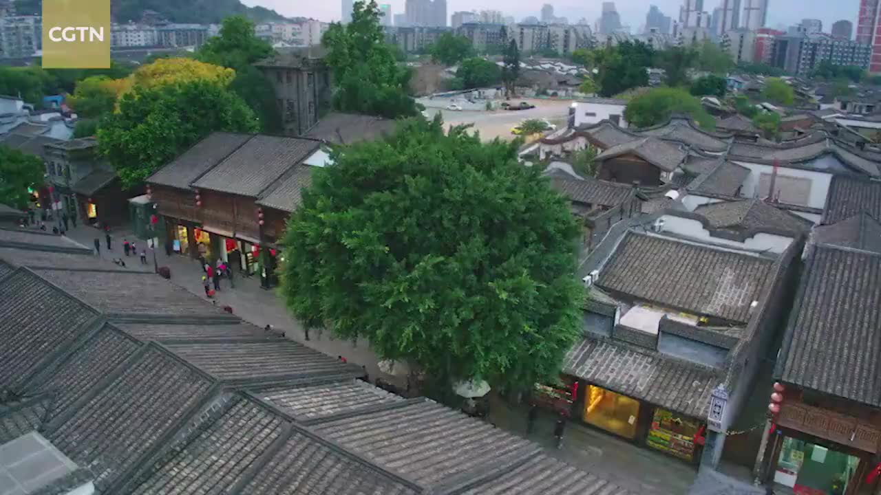 55、榕树的城市