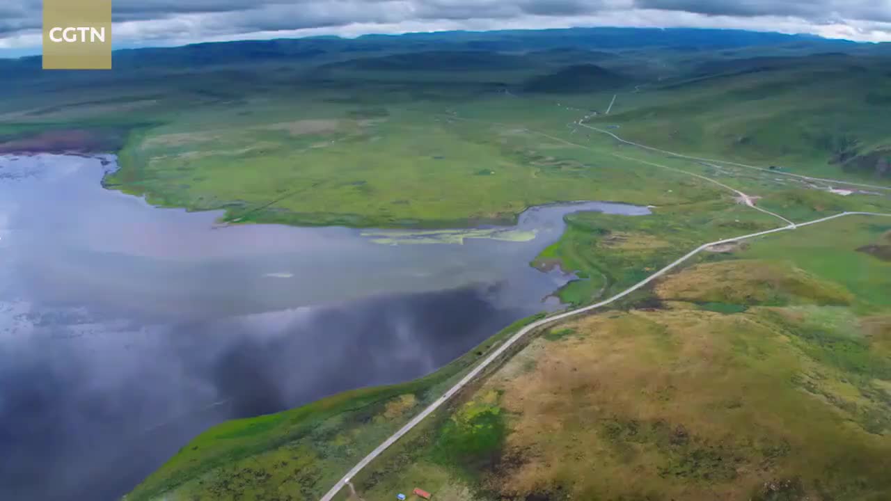 39、尕海湖畔的黑颈鹤