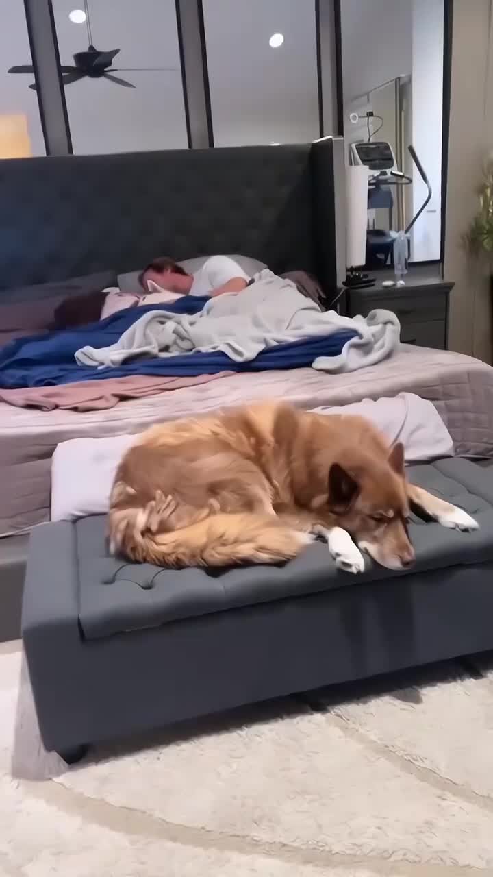 大力王与狗狗睡觉 一只狗子被孤立了