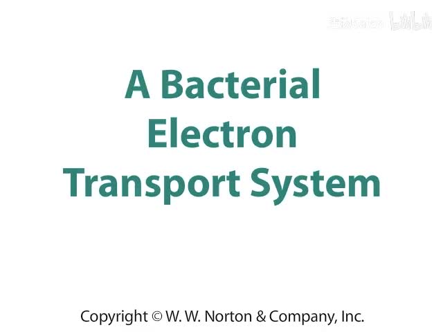 A Bacterial Electron Transport System