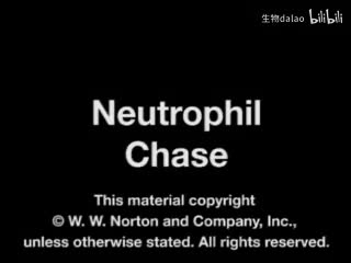 Neutrophil Chase