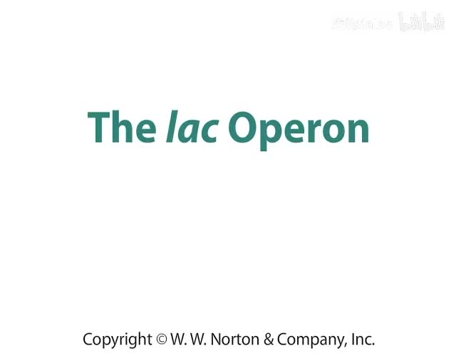 The lac Operon