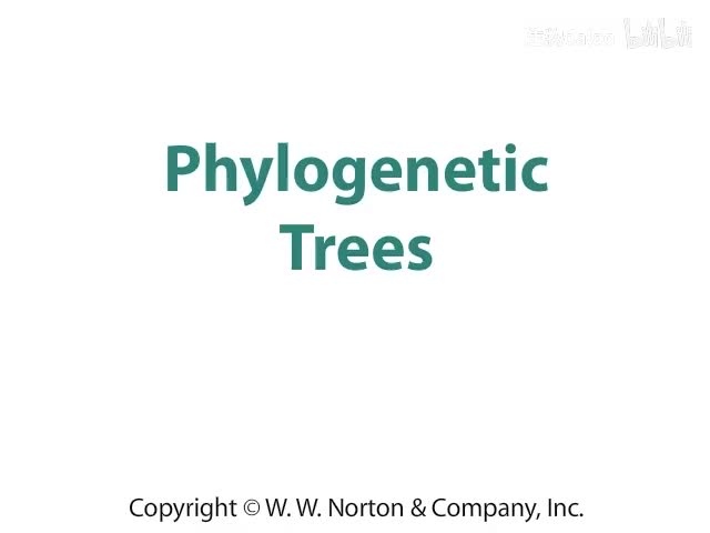 Phylogenic Trees