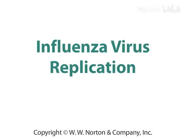 Influenza Virus Replication