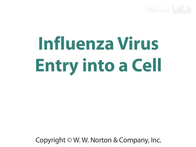 Influenza Virus Entry into a Cell