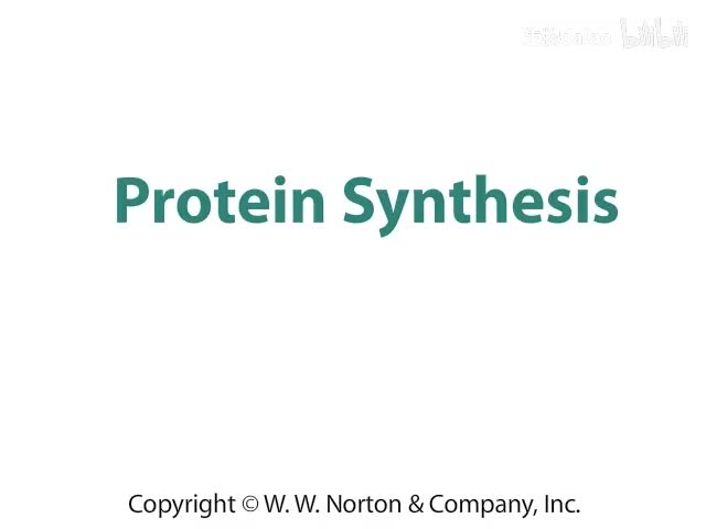Protein Synthesis
