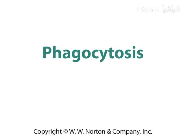 Phagocytosis