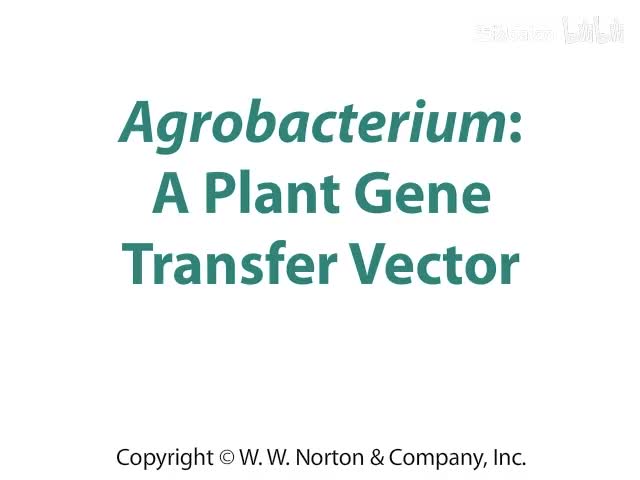 Agrobacterium- A Plant Gene Transfer Vector