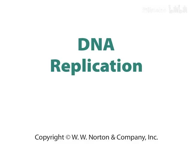 DNA Replication