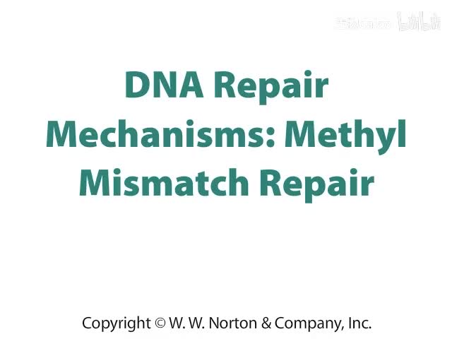 DNA Repair Mechanisms- Methyl Mismatch Repair