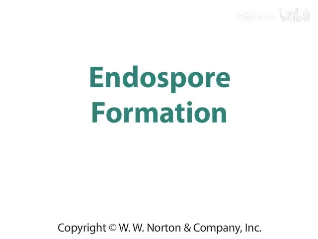 Endospore Formation