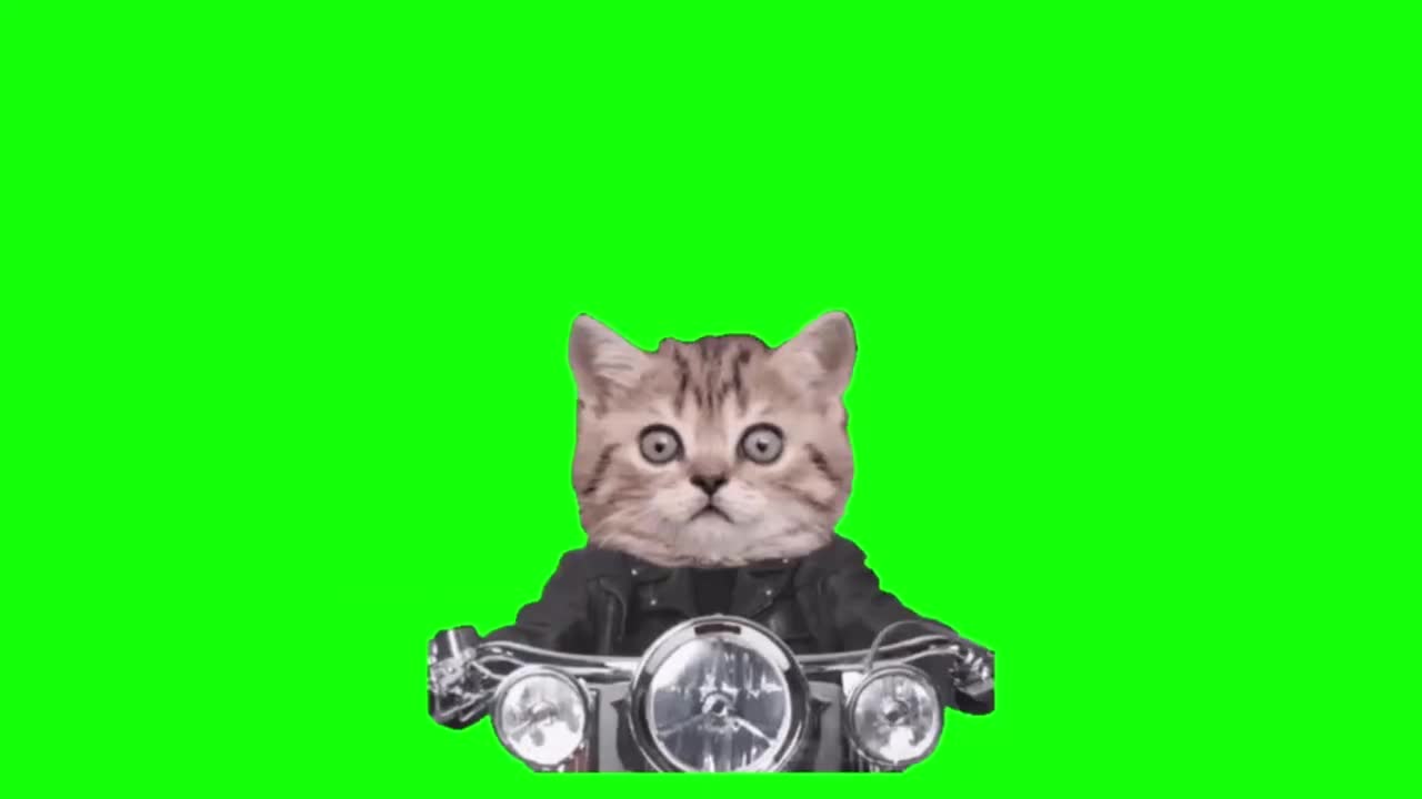 正面骑摩托猫咪（有声）