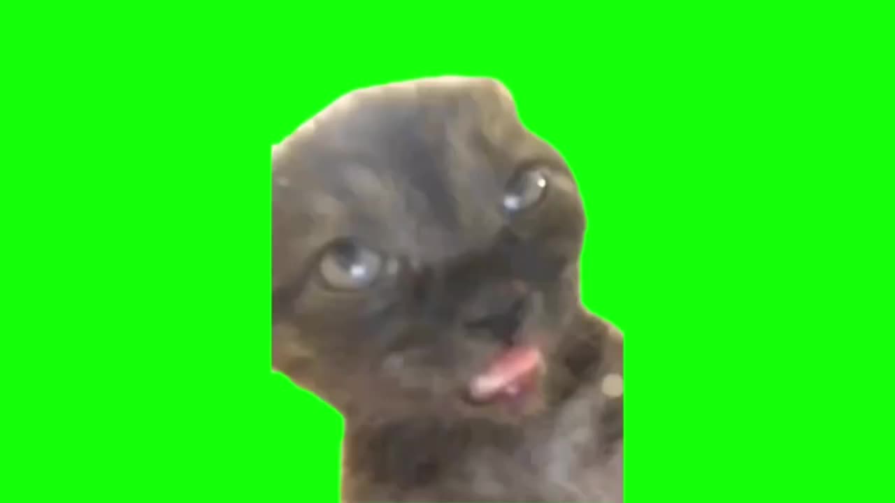 吐舌昏迷黑猫（有声）