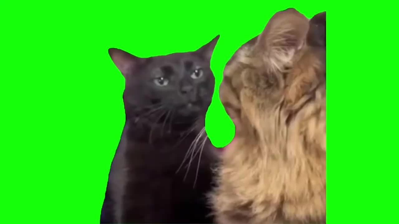 黑猫疑惑看橙猫（有声）